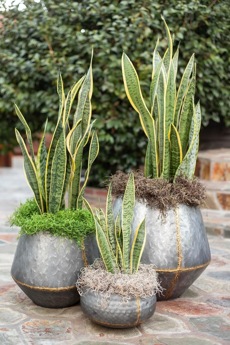 Super Moss (26956) Preserved Spanish Moss – Decorative Moss for Crafts, Potted Plants, Fairy Gardens, Vase Filler, Floral Arrangements & Indoor/Outdoor Garden Projects, 120 Cu in, Coffee - Image 4